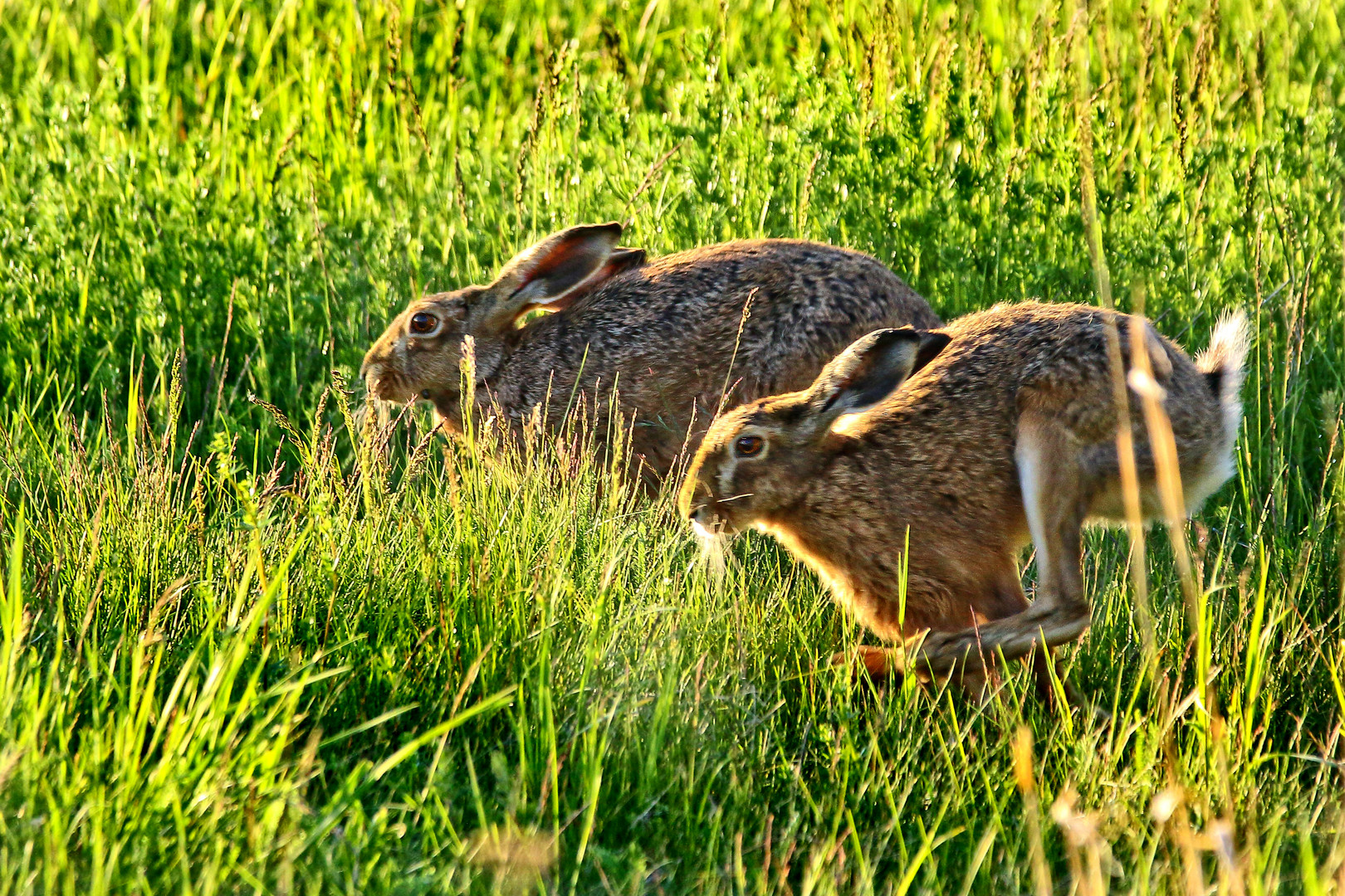 "LOS - den Letzten beißt der Fuchs"