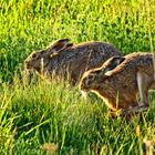 "LOS - den Letzten beißt der Fuchs"