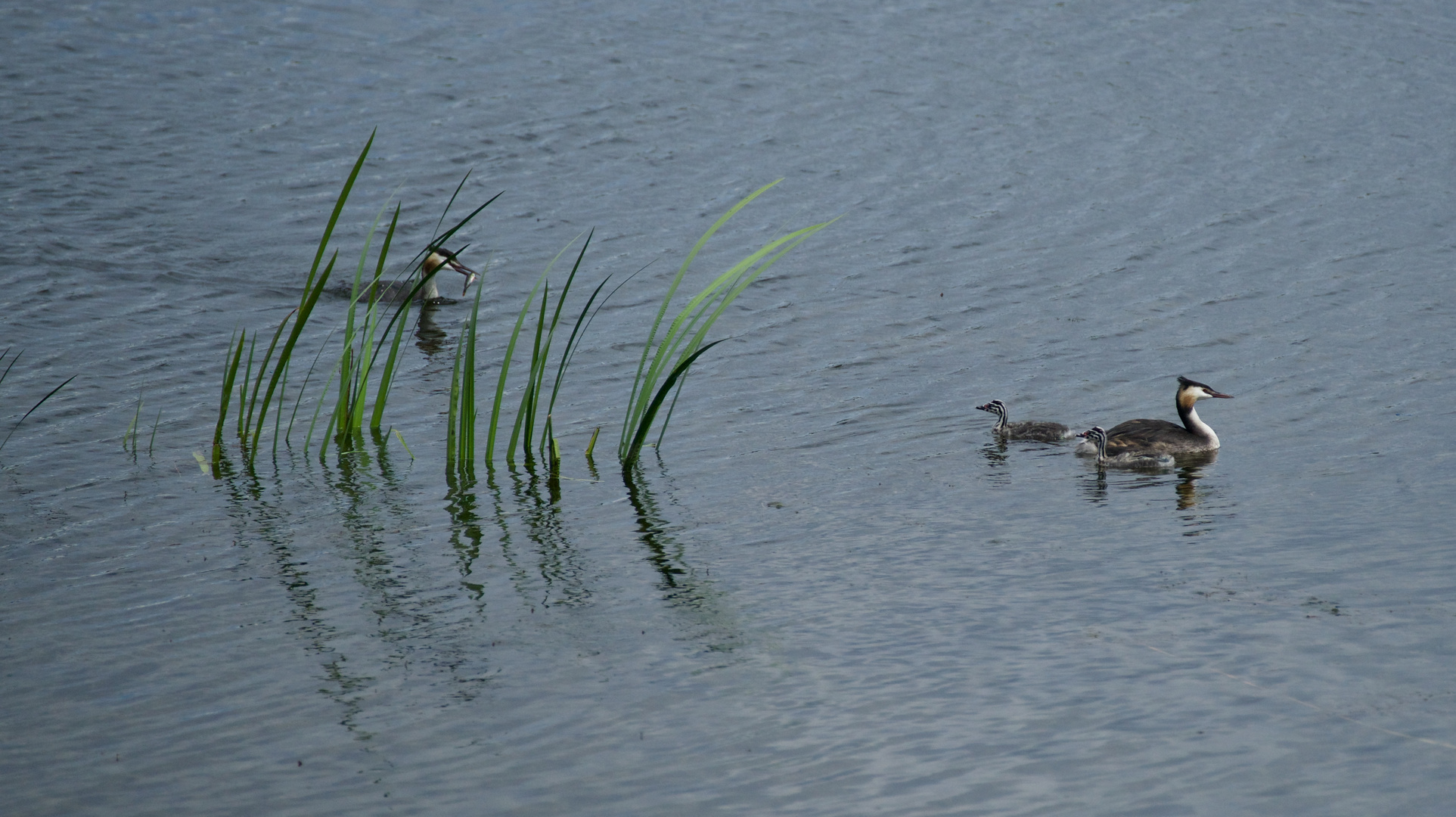 Los, der Vater hat den Fisch...