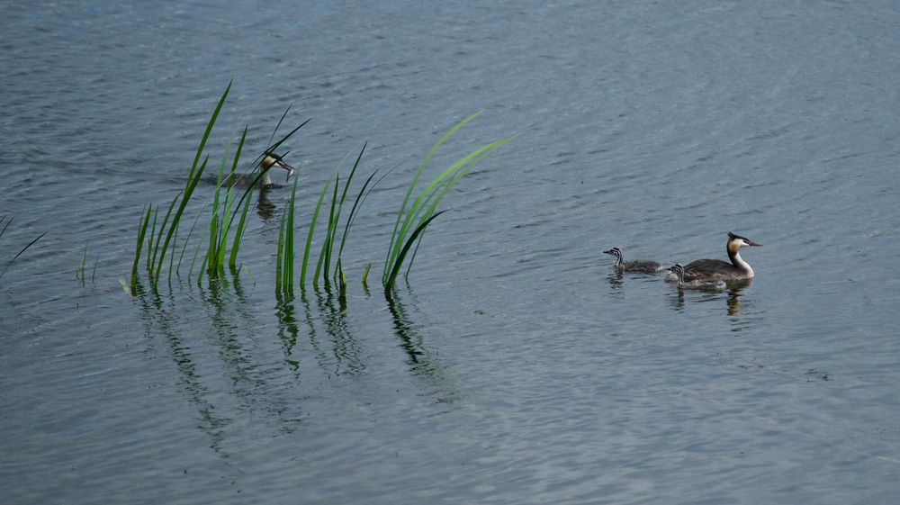 Los, der Vater hat den Fisch...