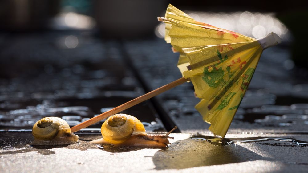 Los Digga... Foto & Bild tiere, wildlife, schnecken & muscheln Bilder auf