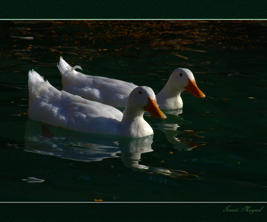 Los dos Patitos