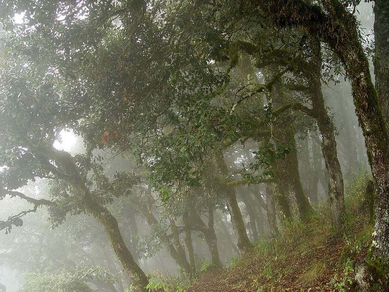 Los Encinos en la Niebla