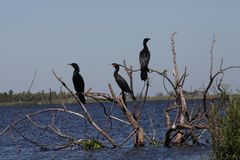 Los Esteros del Iberá  -  