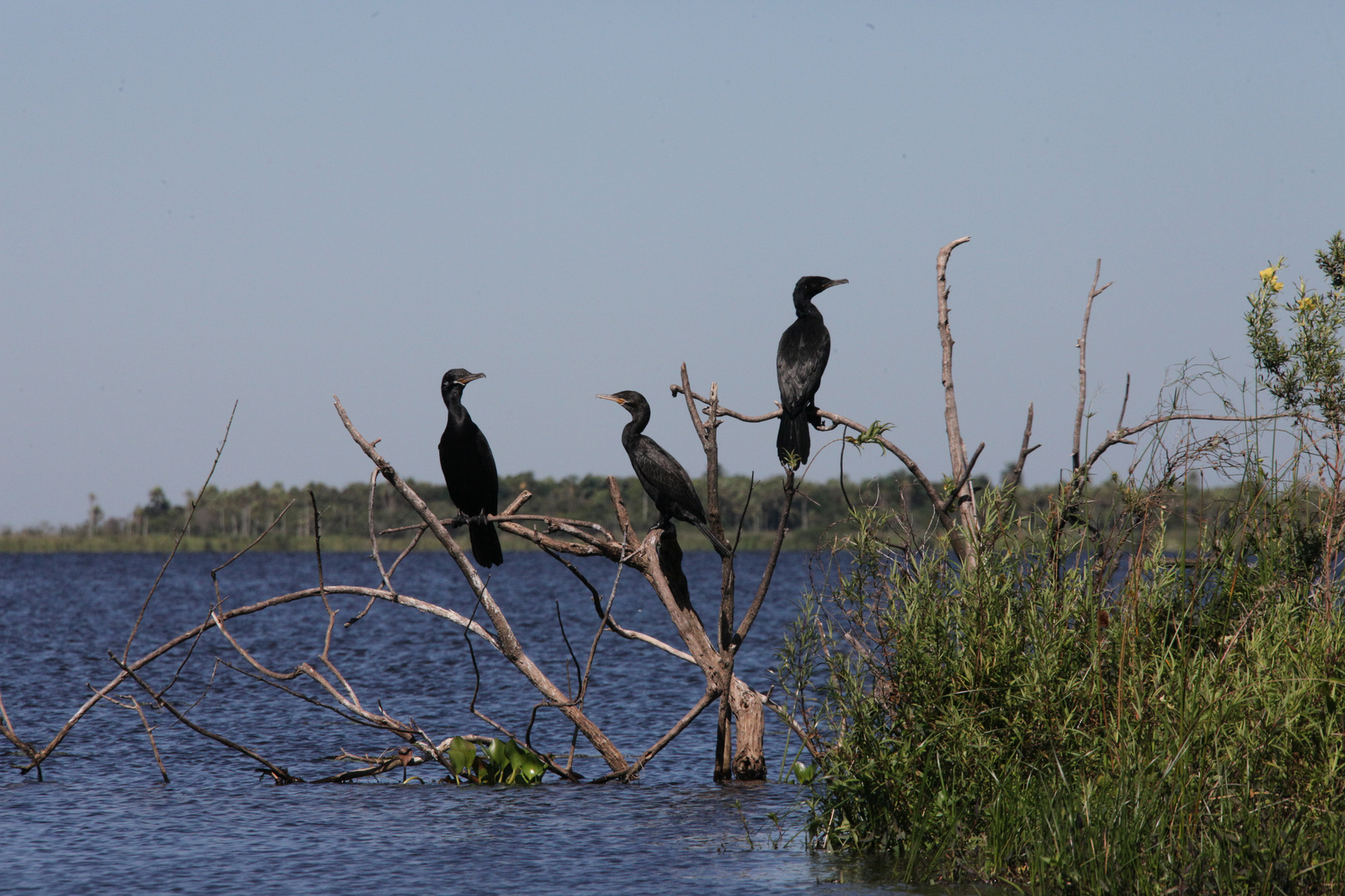 Los Esteros del Iberá  -  