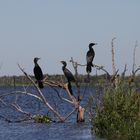 Los Esteros del Iberá  -  