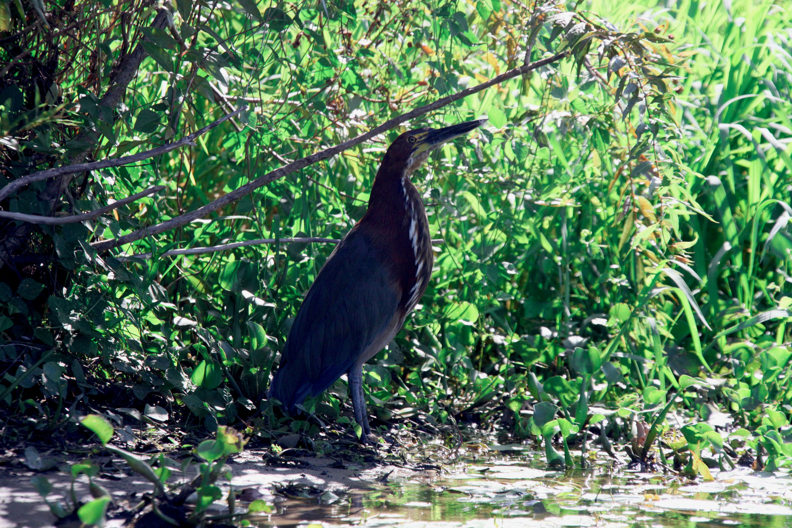 Los Esteros del Iberá  -  