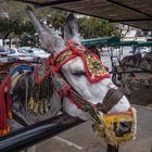 Los famosos burros de Mijas