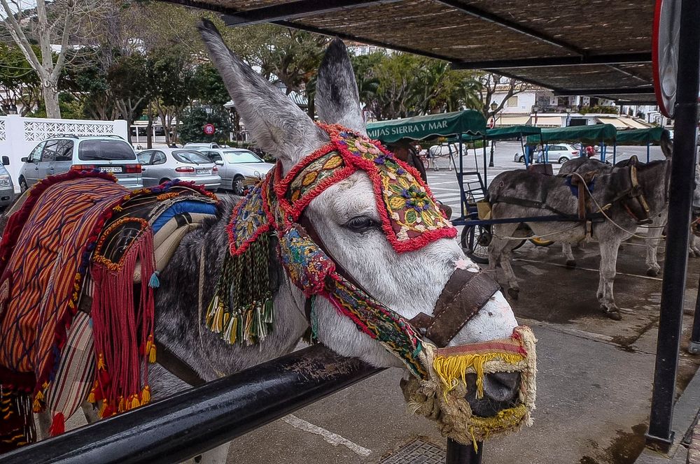 Los famosos burros de Mijas