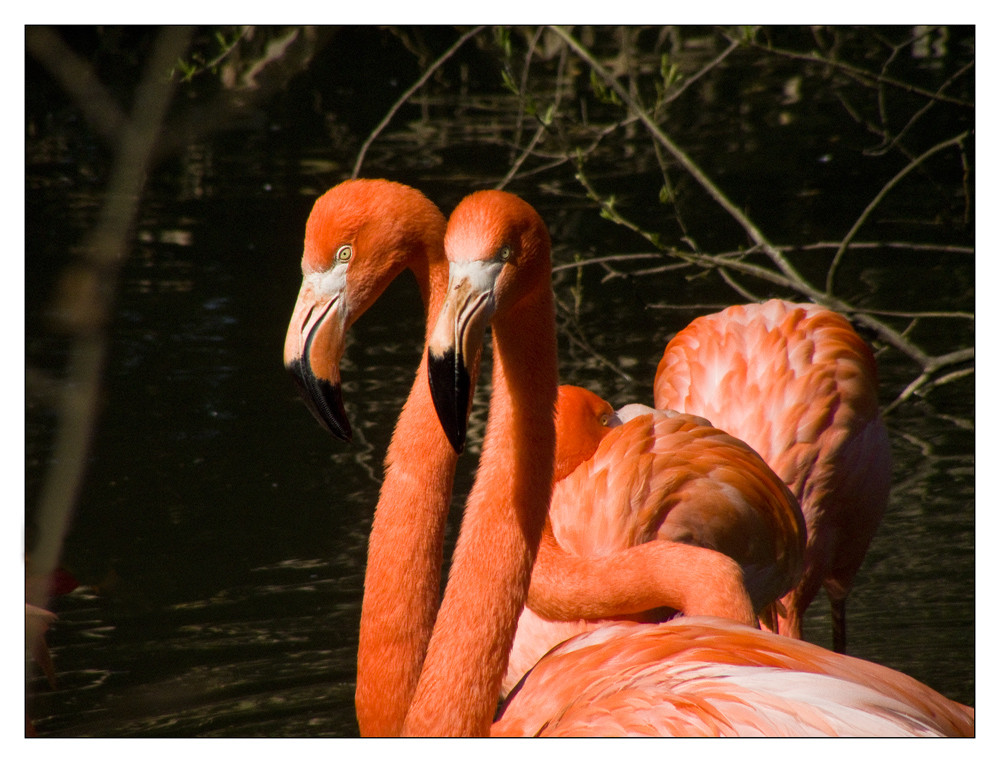 Los flamencos