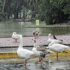 Los gansos y el disfrute de la lluvia