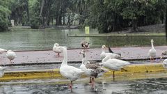 Los gansos y el disfrute de la lluvia