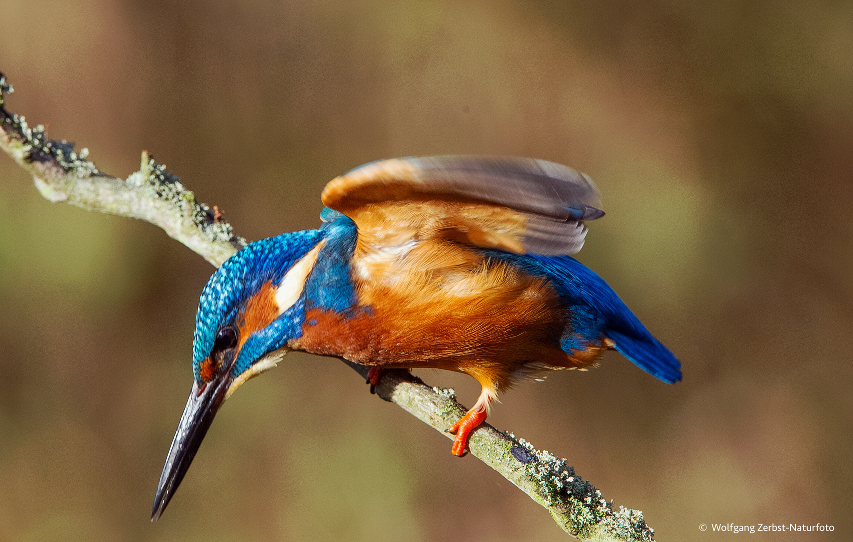  - Los gehts -  Eisvogel auf zur Jagd.