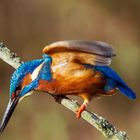  - Los gehts -  Eisvogel auf zur Jagd.