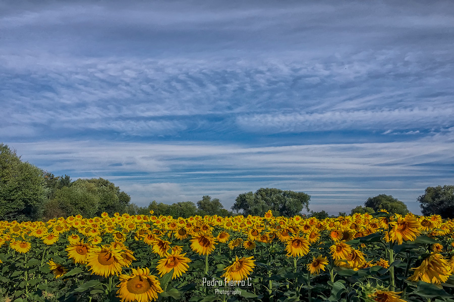 Los girasoles...