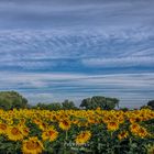 Los girasoles...