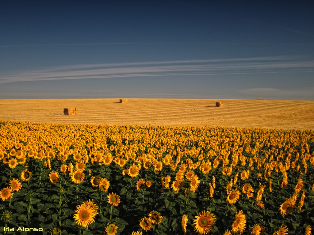 Los girasoles