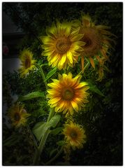 Los girasoles