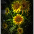 Los girasoles