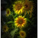 Los girasoles