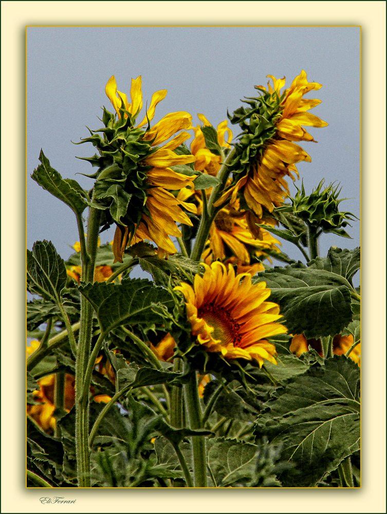 Los girasoles