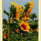 Los girasoles