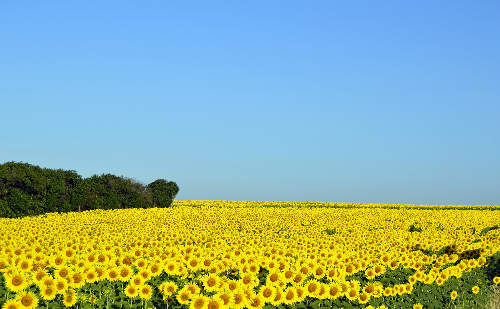 LOS GIRASOLES