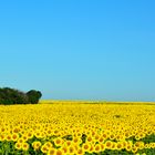 LOS GIRASOLES