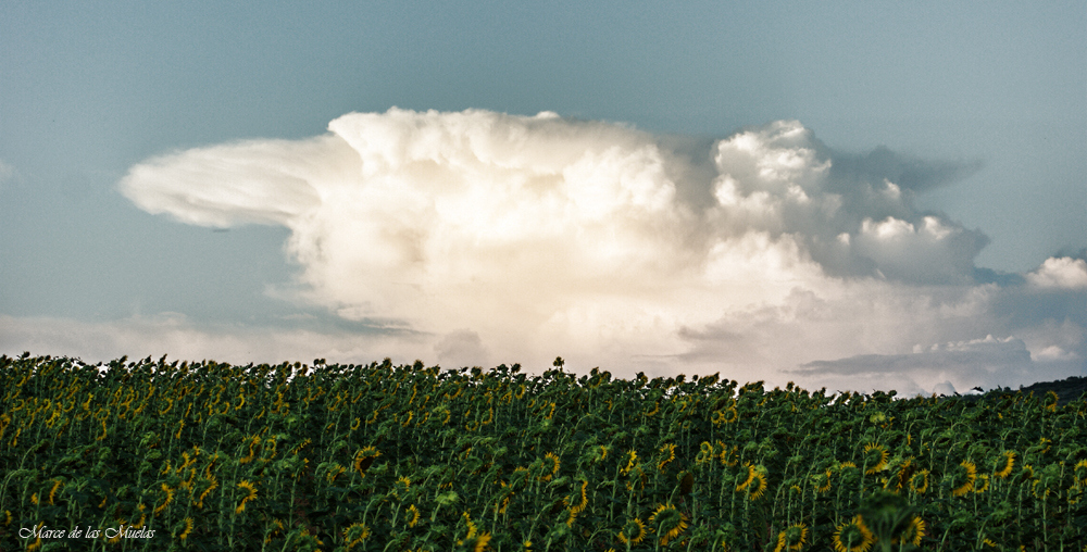 ...los girasoles...