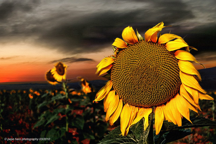 Los girasoles.