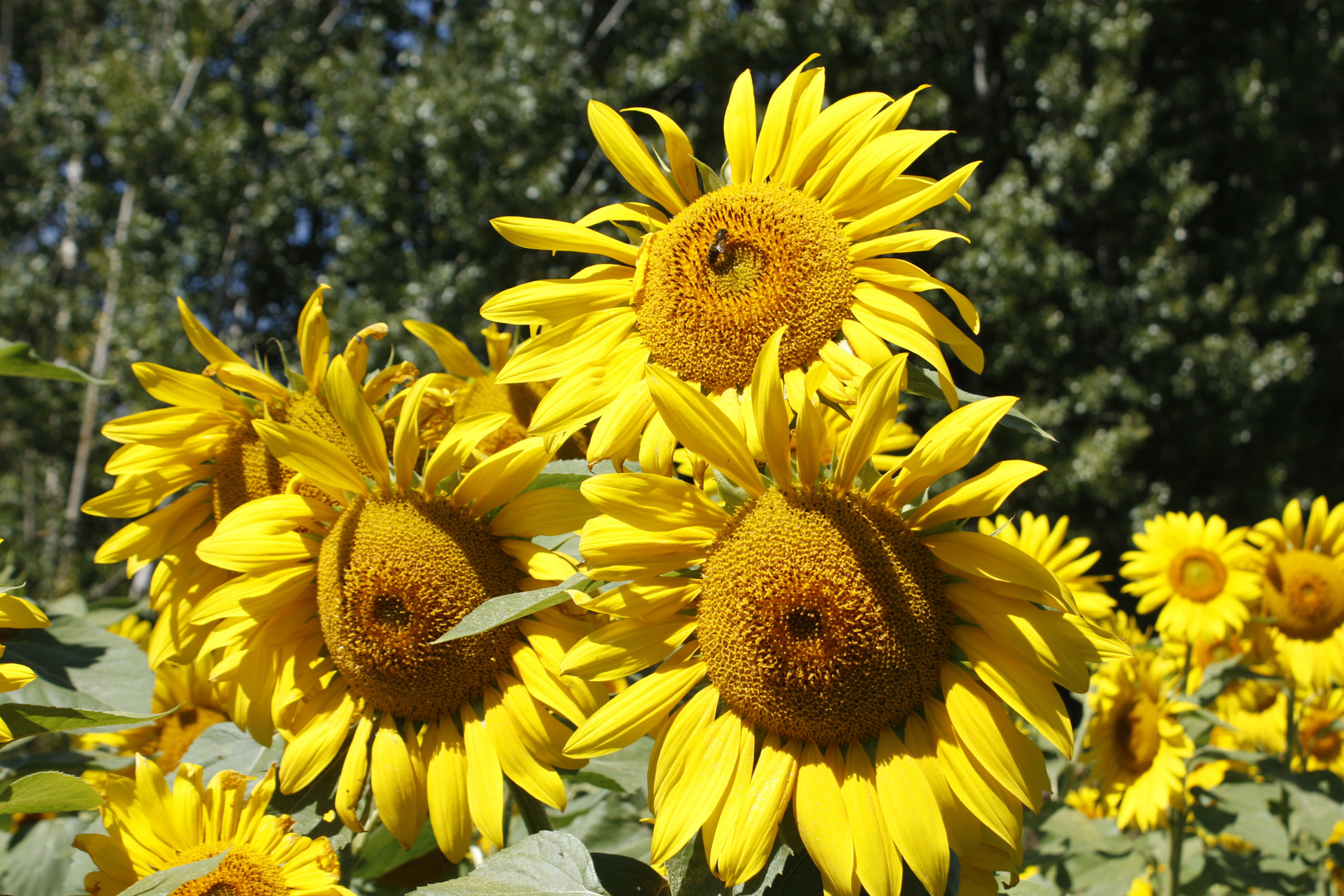 Los Girasoles Al Sol