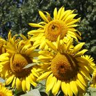 Los Girasoles Al Sol