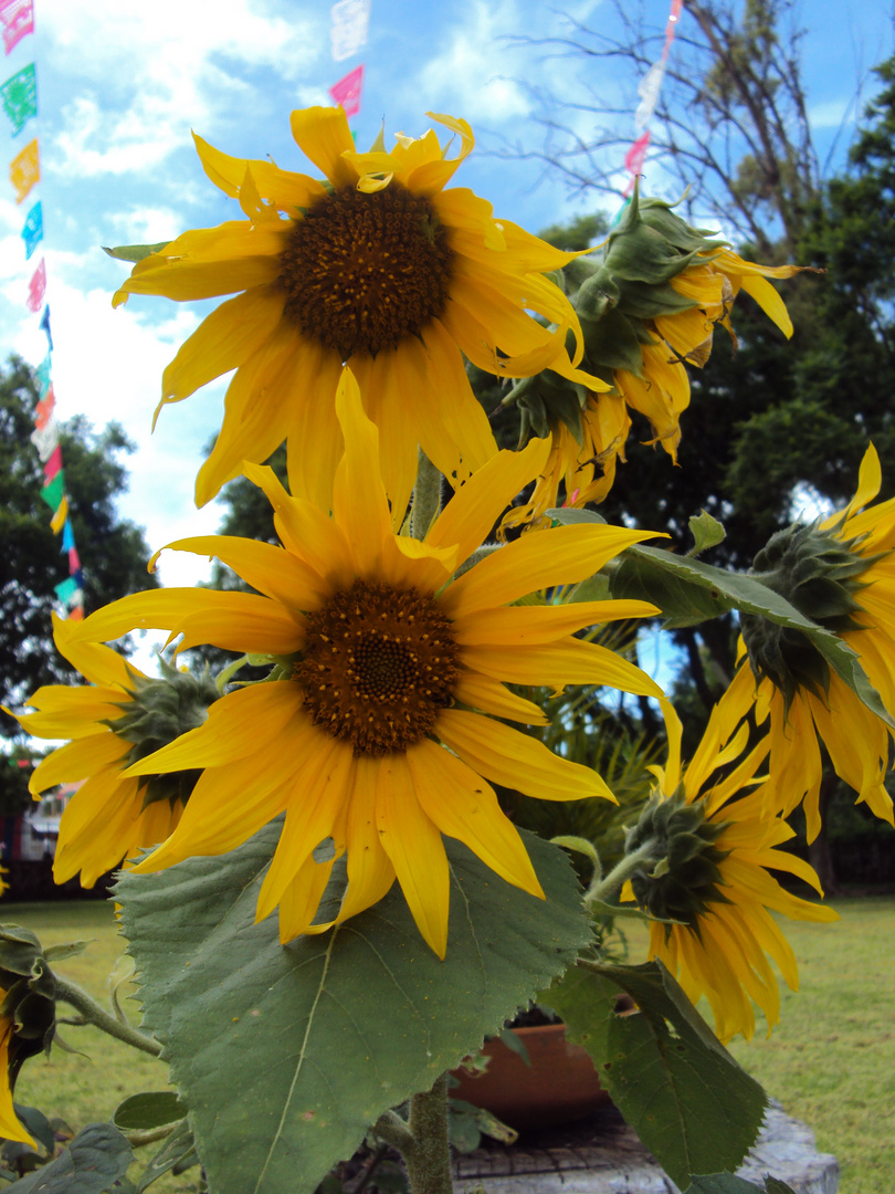 LOS GIRASOLES