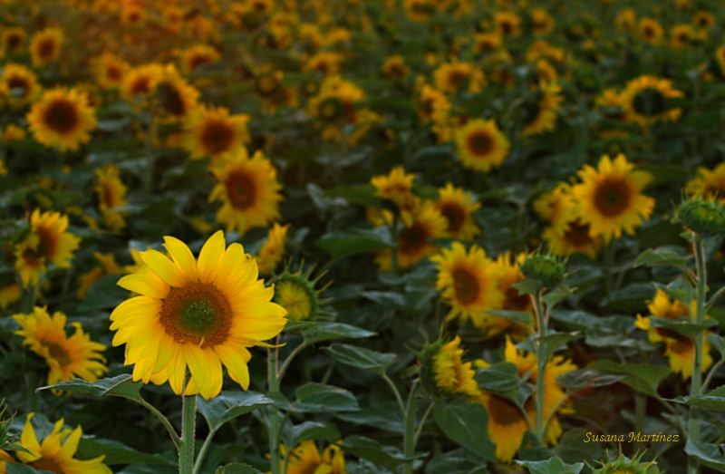 Los girasoles, como los fotógrafos, buscando la luz