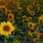 Los girasoles, como los fotógrafos, buscando la luz