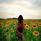 Los Girasoles de Emma