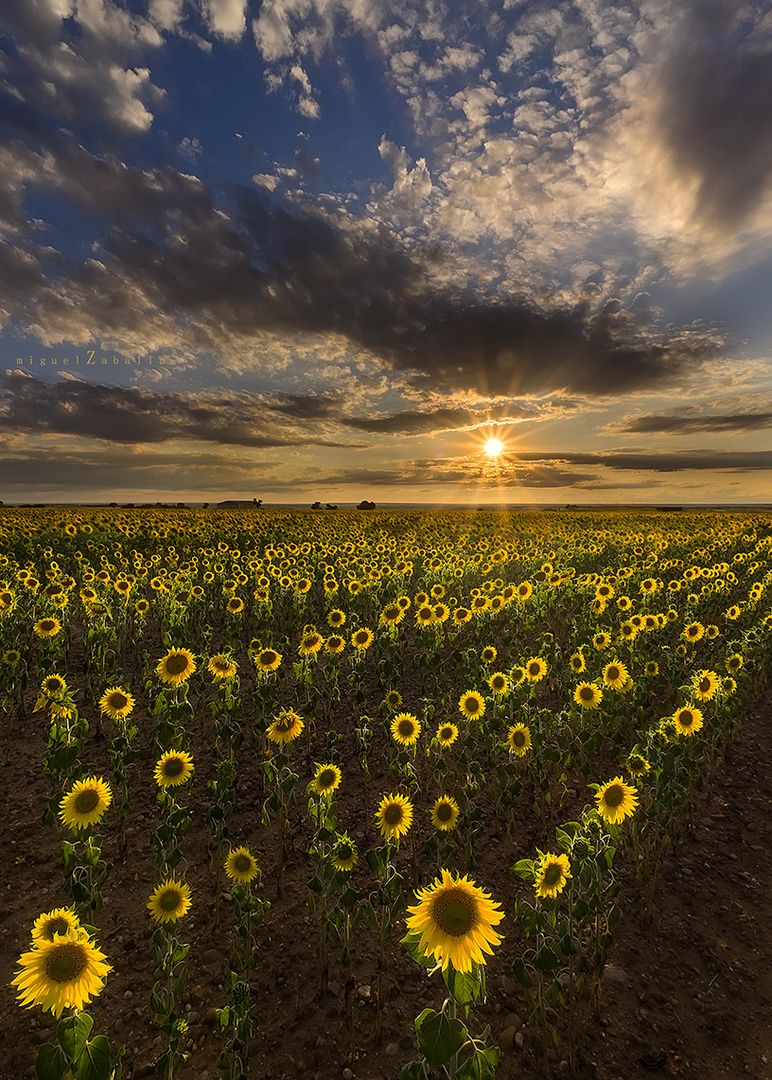 Los girasoles no creen en...........