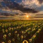 Los girasoles no creen en...........