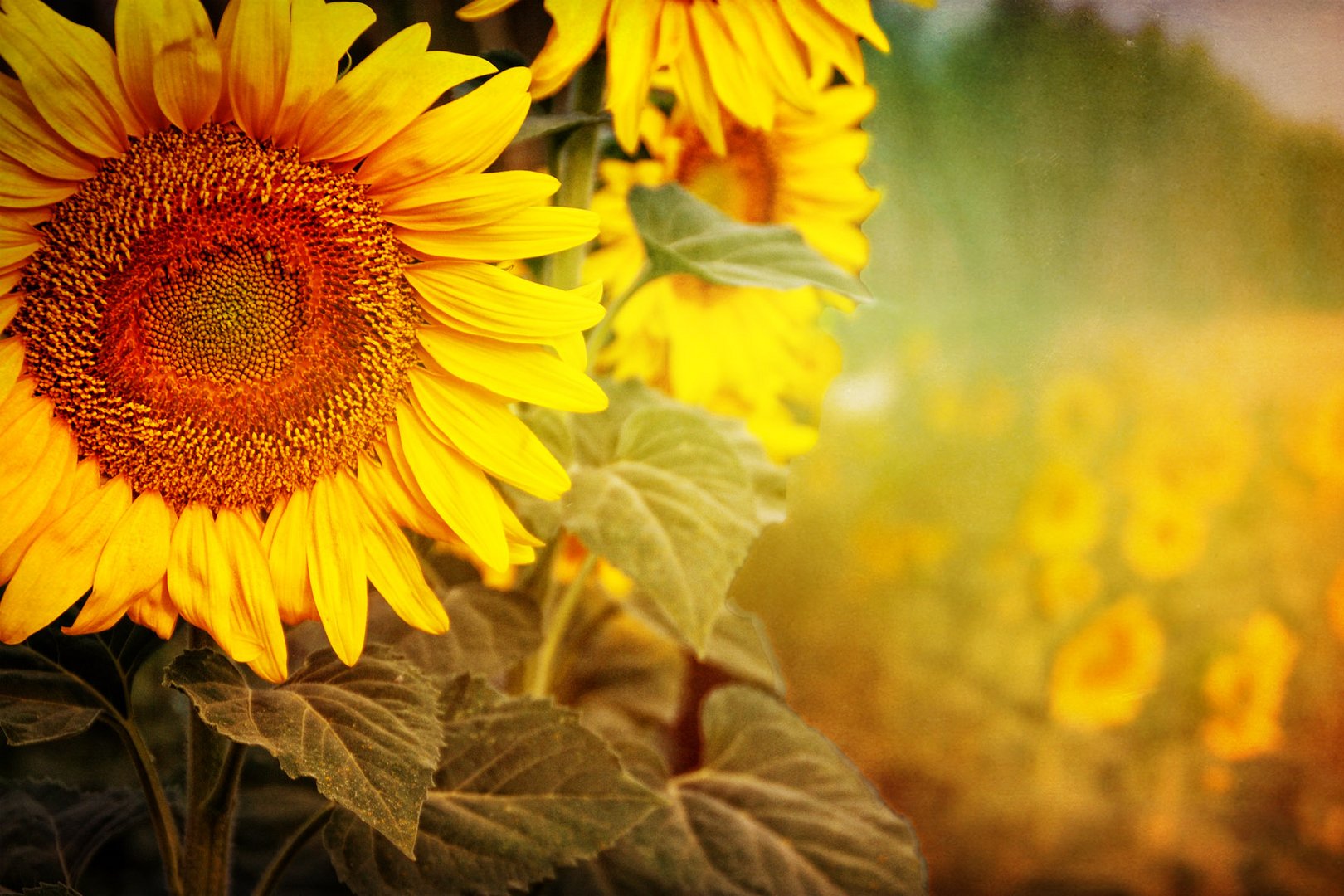 los girasoles son para el verano