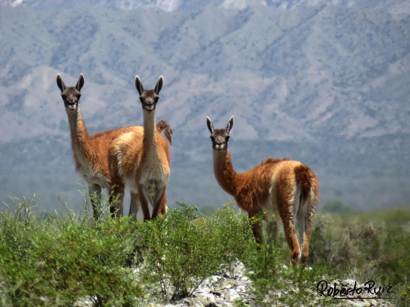 Los guanacos