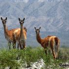 Los guanacos