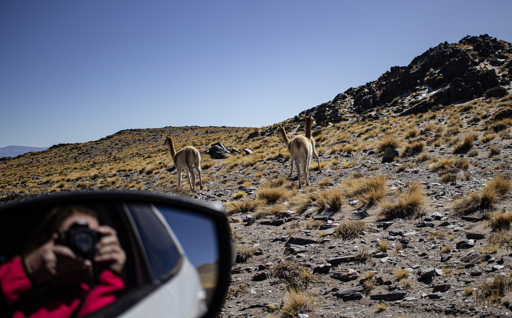 Los guanacos en la ruta del Peñon 