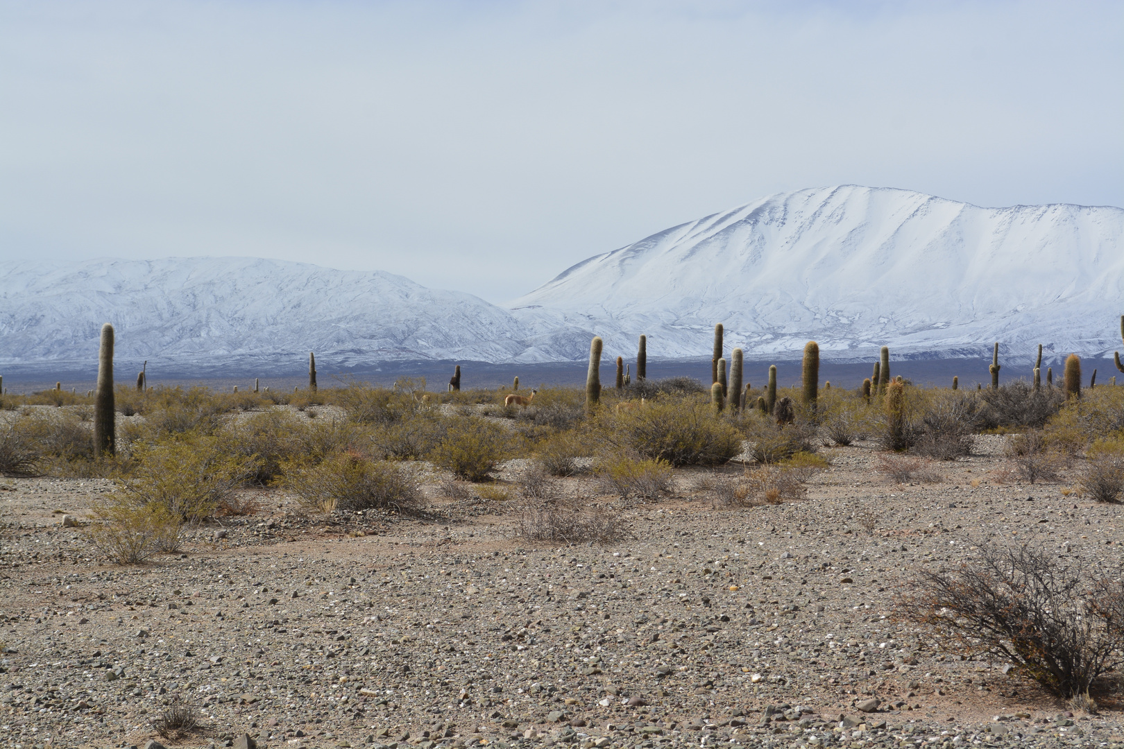 Los Guanacos, Habitantes de Los Cardonales