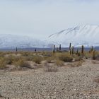 Los Guanacos, Habitantes de Los Cardonales