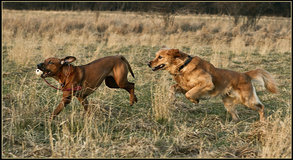 Los her mit dem Ball - Das ist meiner.