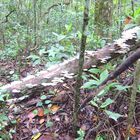 LOS HONGOS LA REINA DEL LUGAR