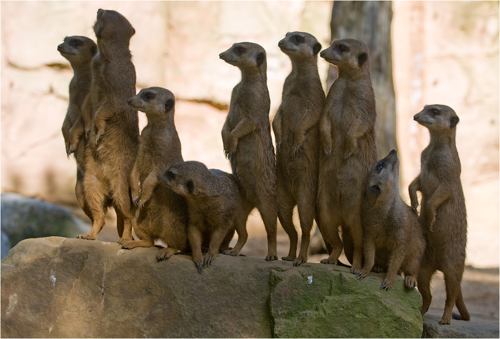 "Los Leute ... Alle zum Gruppenbild!"