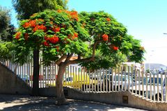 Los Llanos - Parque Antonio Gomez Felipe - Der Flammenbaum - 2019 1 