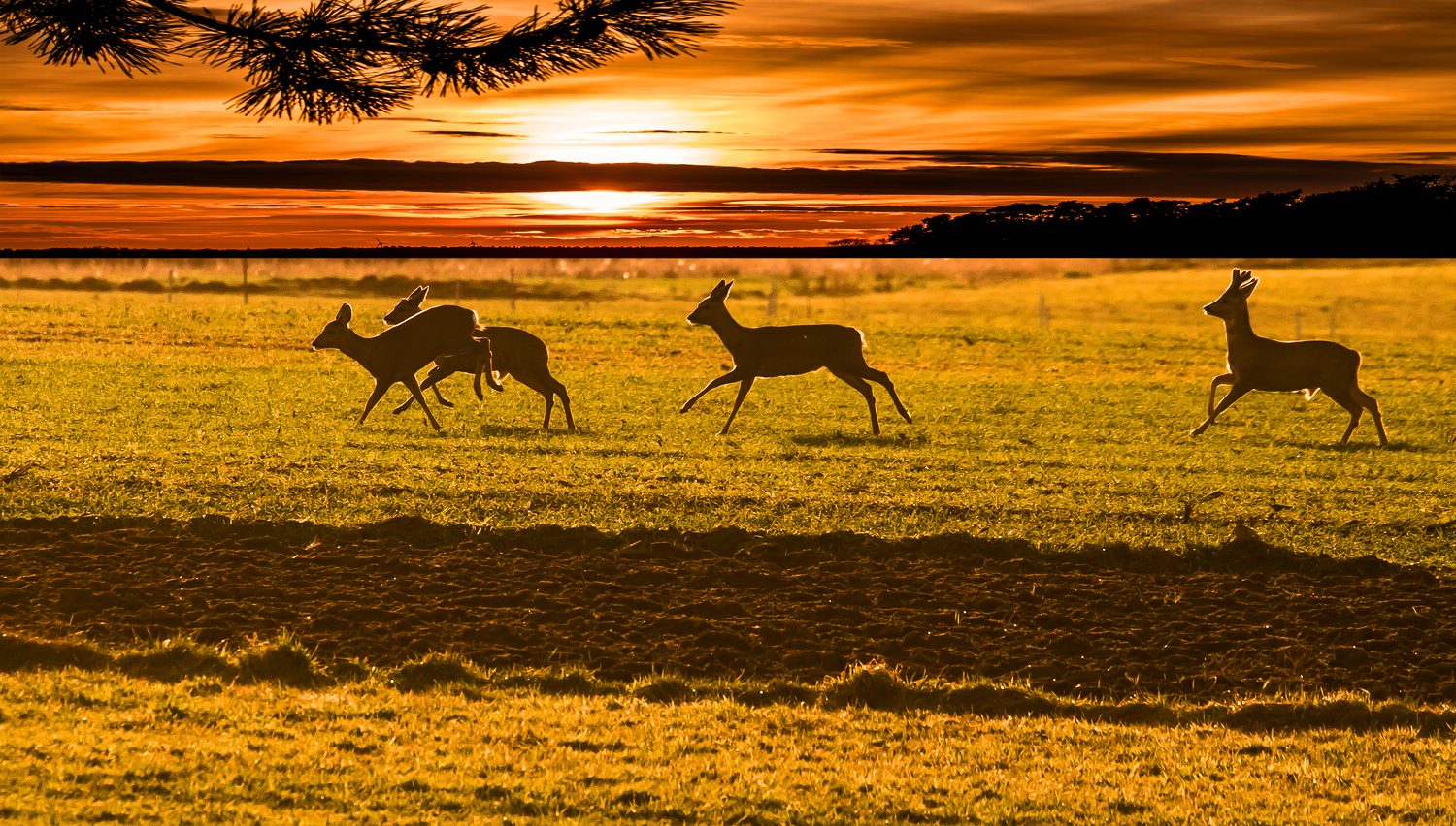 "Los Mädels ... schnell in den Wald"