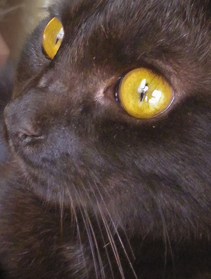 Los ojos de Guille